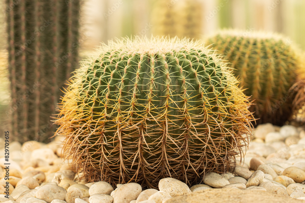 cacti with needles as background. cacti with needles as background.