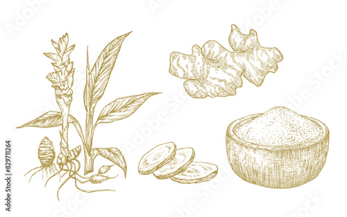 Turmeric Vector Illustrations Collection. Hand Drawn Tumeric Curry Plant Root and Powder Bowl. Engraving Style Curcuma Spice Vegan Drawings Isolated