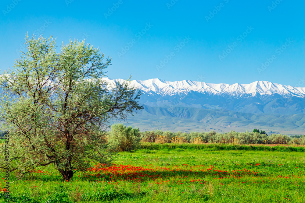 Field with poppy flowers and tree against the backdrop of snow-capped mountains. Field with poppy flowers and tree against the backdrop of snow-capped mountains.