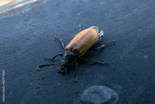 Stunning Close-Up Macro of Omophlus Lepturoides Beetle on Balcony House