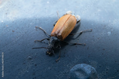Stunning Close-Up Macro of Omophlus Lepturoides Beetle on Balcony House