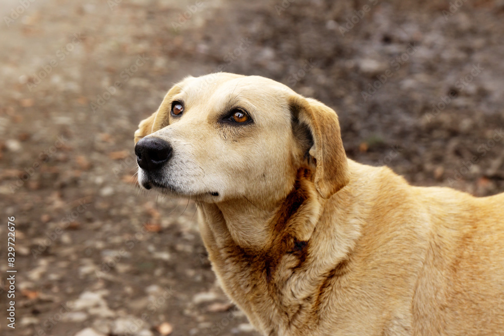 Beige mongrel dog standing on the street, close-up. Beige mongrel dog standing on the street, close-up.