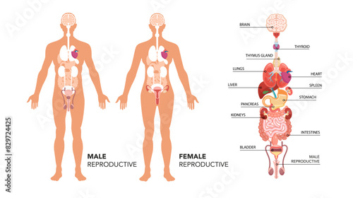 Main human body organ systems. Educative anatomy physiology