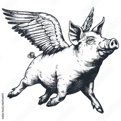 Flying pig with wings, vector illustration