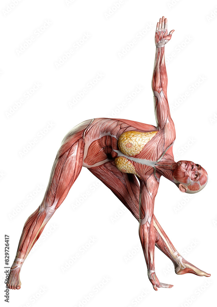 Fototapeta premium 3D Rendering Female Anatomy Figure on White