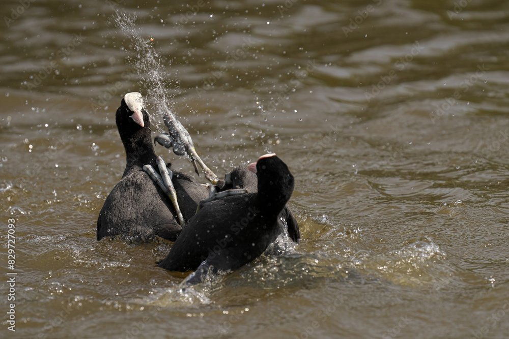 Fototapeta premium Two coots engaging in a territorial dispute in a peaceful pond setting