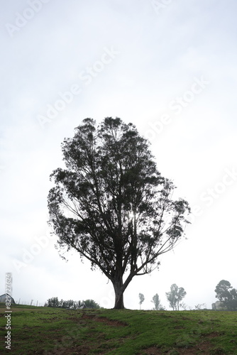 tree on a hill