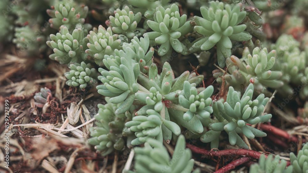 Close-up of multiple small green Sedum pachyphytum plants Close-up of multiple small green Sedum pachyphytum plants