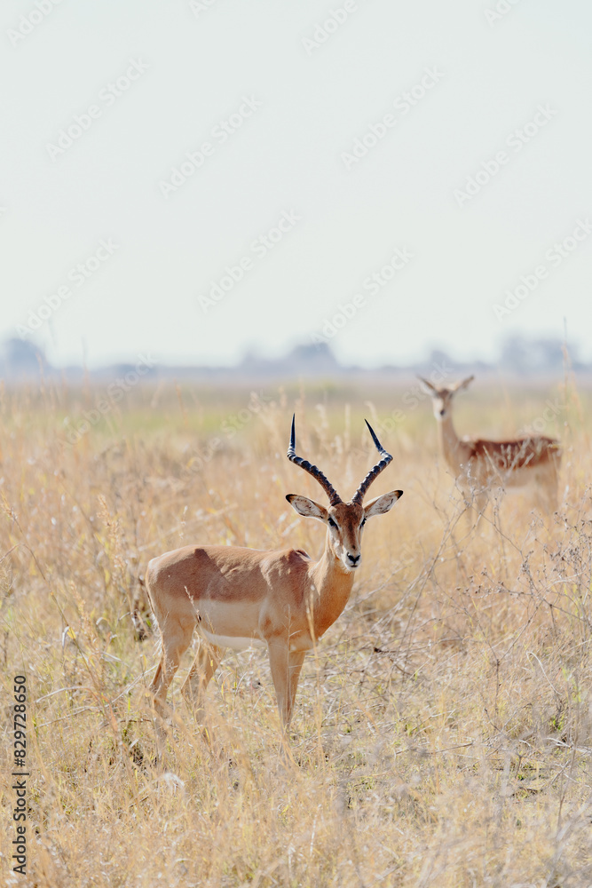 Fototapeta premium Two deer standing in grass near tall grass.