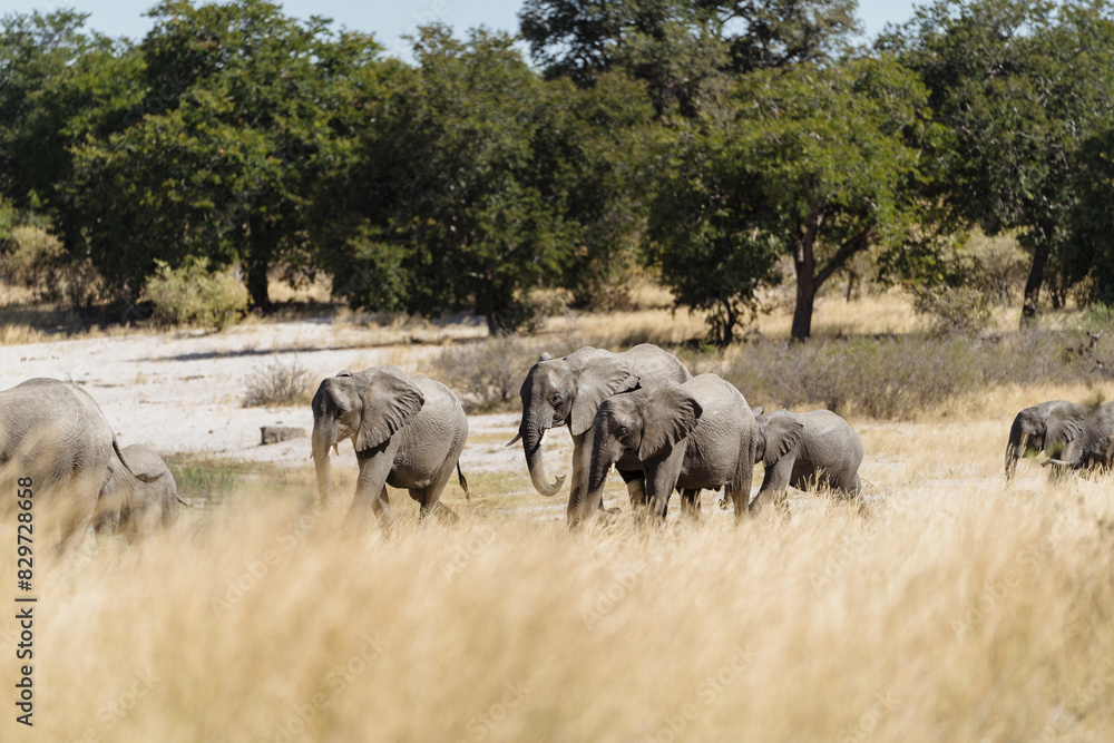 Fototapeta premium Elephant herd strolling in a grassy meadow with trees in the backdrop,