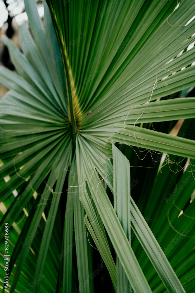 Fototapeta premium Palm tree in the grass outside a fenced area.