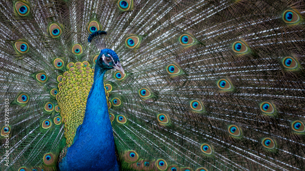 Obraz premium Colorful peacock displaying its vibrant feathers with tail fanned out on the ground.