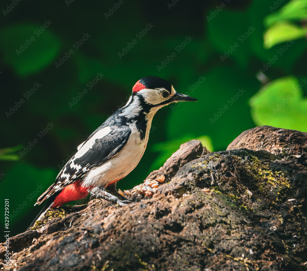 Fototapeta premium Great spotted woodpecker (Dendrocopos major) perched in a lush forest