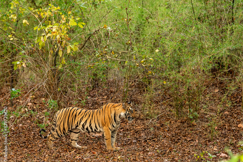 wild bengal female tiger or panthera tigris or tigress in natural green bamboo forest and hot summer season safari at buffer area zone of bandhavgarh national park forest reserve madhya pradesh india