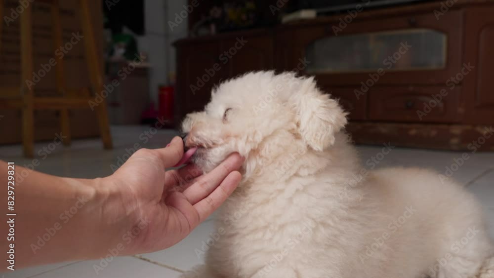 Fluffy white puppy enjoys gentle chin scratches indoors Fluffy white puppy enjoys gentle chin scratches indoors