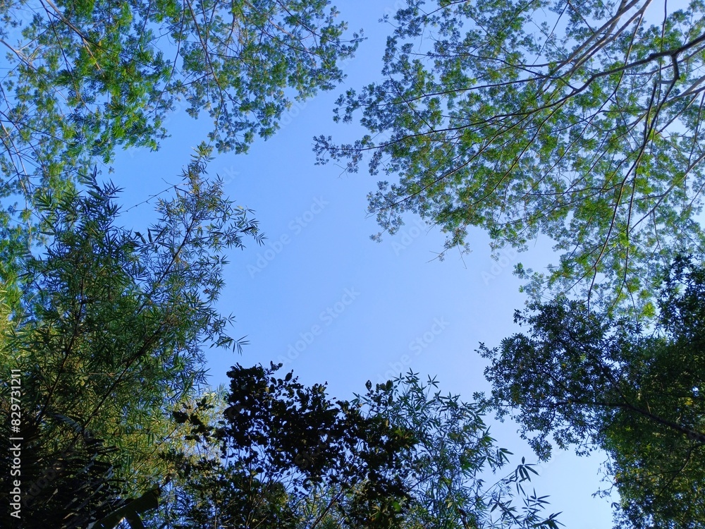 View of a bright blue sky surrounded by shady trees in a tropical forest in Garut, Indonesia View of a bright blue sky surrounded by shady trees in a tropical forest in Garut, Indonesia