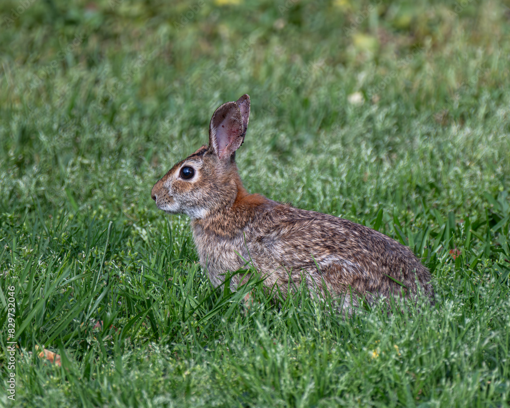 Fototapeta premium Cute rabbit sitting in grass gazes