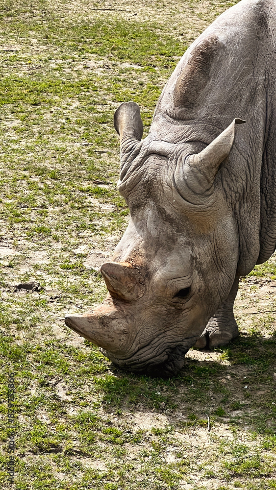 An old white rhinoceros in the zoo walks and eats grass and hay An old white rhinoceros in the zoo walks and eats grass and hay