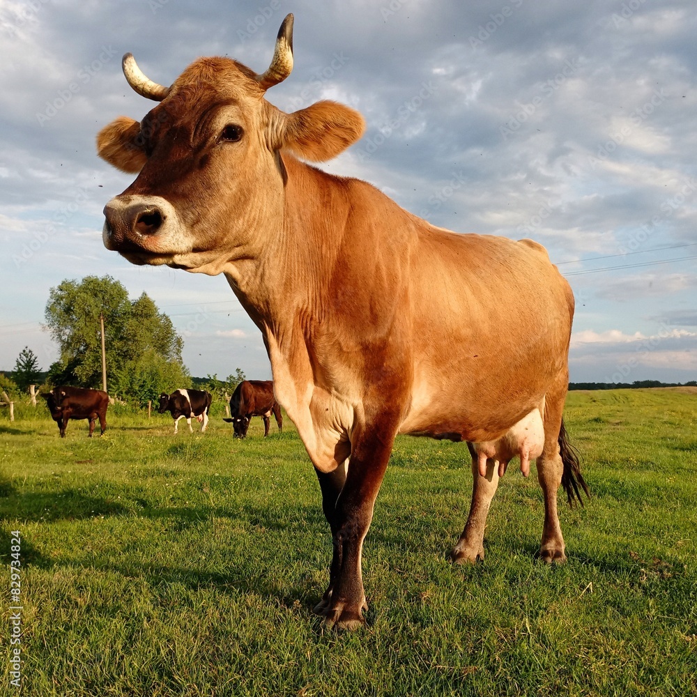 Photo of a beautiful brown cow in a pasture against a background of a blue sky and a herd of cows grazing on the grass. The theme of farming and writing animals in open spaces with green fresh grass u Photo of a beautiful brown cow in a pasture against a background of a blue sky and a herd of cows grazing on the grass. The theme of farming and writing animals in open spaces with green fresh grass u
