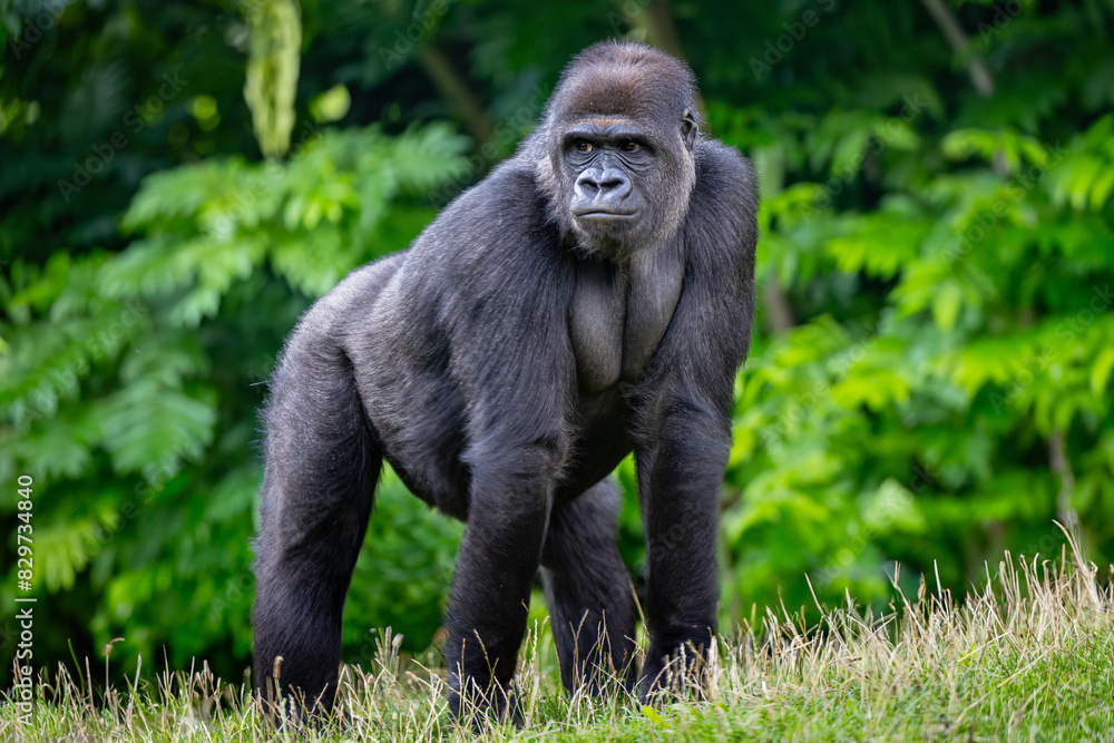 Mature western lowland gorilla in grass near trees Mature western lowland gorilla in grass near trees