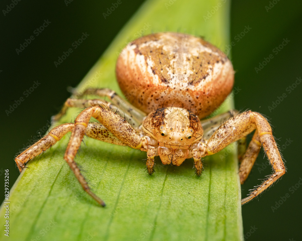 Brown crab spider (Xysticus croceus) on a leaf near green plants Brown crab spider (Xysticus croceus) on a leaf near green plants