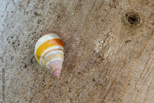 Closeup of a Liguus fasciatus on a branch photo