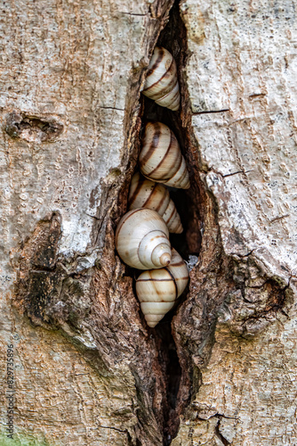 Closeup of Liguus fasciatus on a tree trunk photo