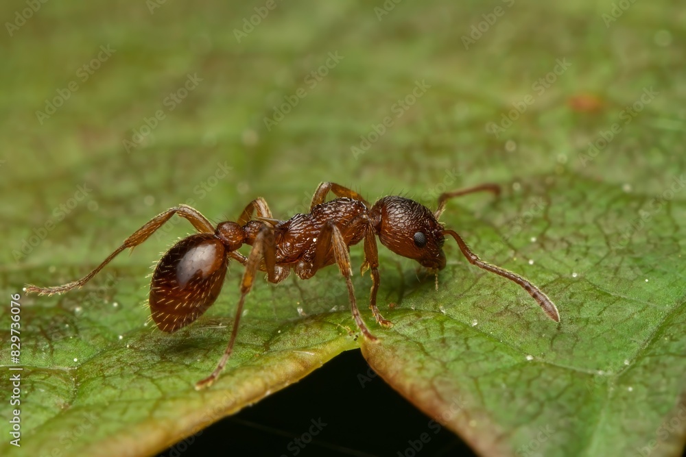 A Common Red Ant on green leaves A Common Red Ant on green leaves