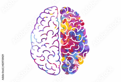 Watercolor brain, left and right hemispheres. Vector illustration