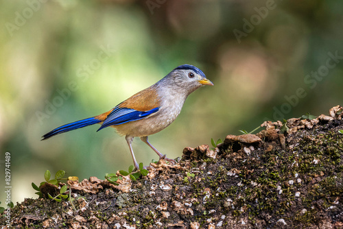 Blue winged minla, male in Sattal, Uttarakhand, India photo