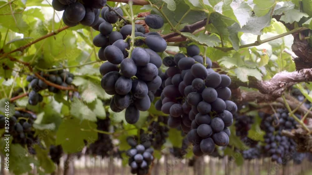 Mouth-watering plumb black grapes, vineyard location, harvest ready Mouth-watering plumb black grapes, vineyard location, harvest ready