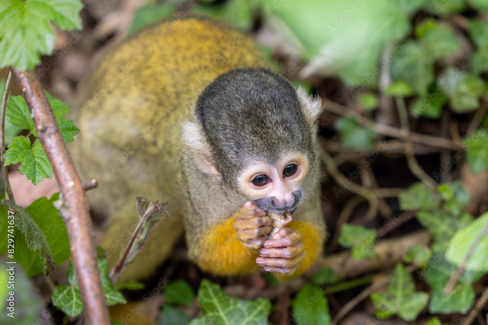 Black-capped squirrel monkeys, also known as Bolivian squirrel monkeys, Peruvian squirrel monkeys Black-capped squirrel monkeys, also known as Bolivian squirrel monkeys, Peruvian squirrel monkeys
