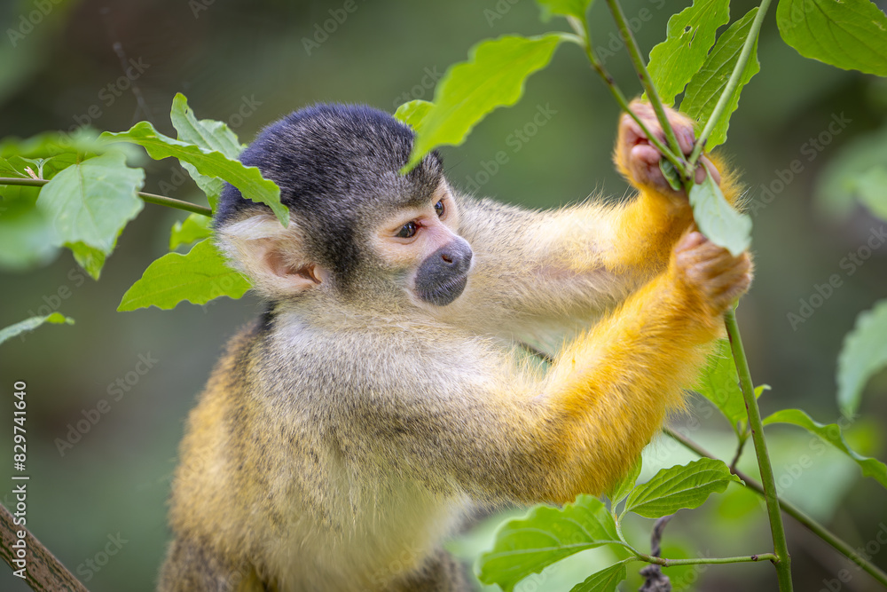 Obraz premium Black-capped squirrel monkeys, also known as Bolivian squirrel monkeys, Peruvian squirrel monkeys