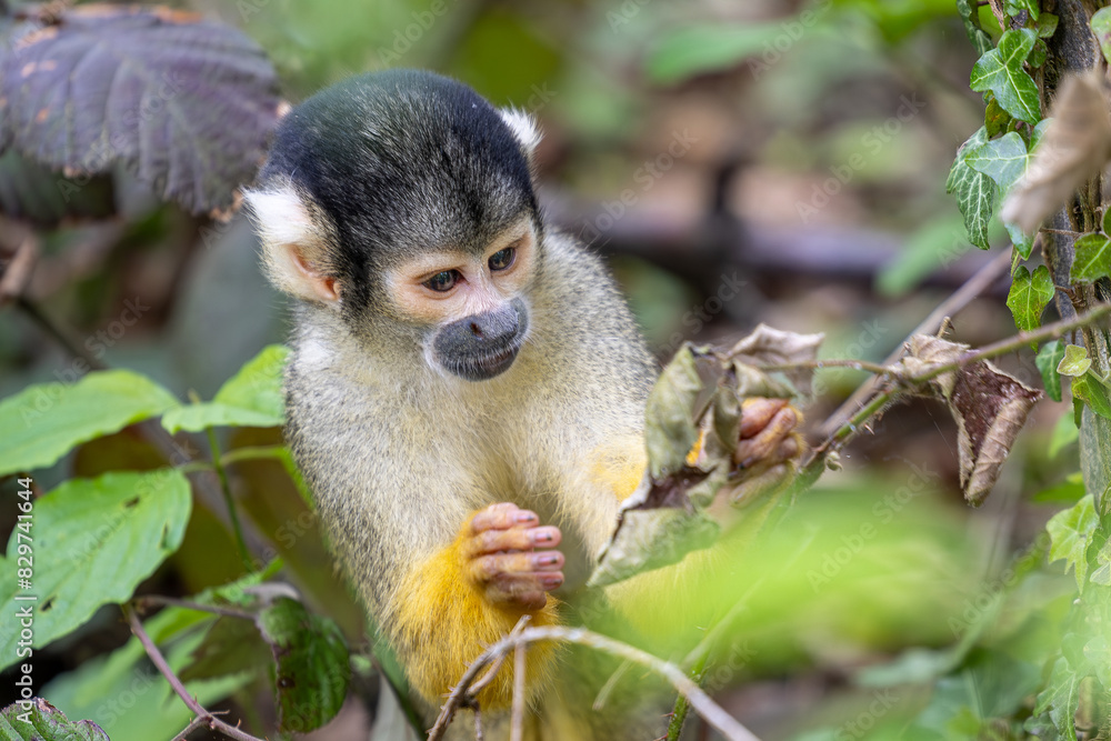 Black-capped squirrel monkeys, also known as Bolivian squirrel monkeys, Peruvian squirrel monkeys Black-capped squirrel monkeys, also known as Bolivian squirrel monkeys, Peruvian squirrel monkeys