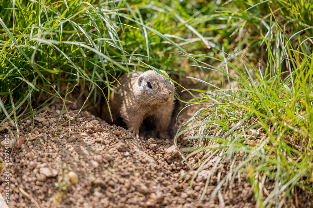 Siesel, a European ground squirrel Siesel, a European ground squirrel