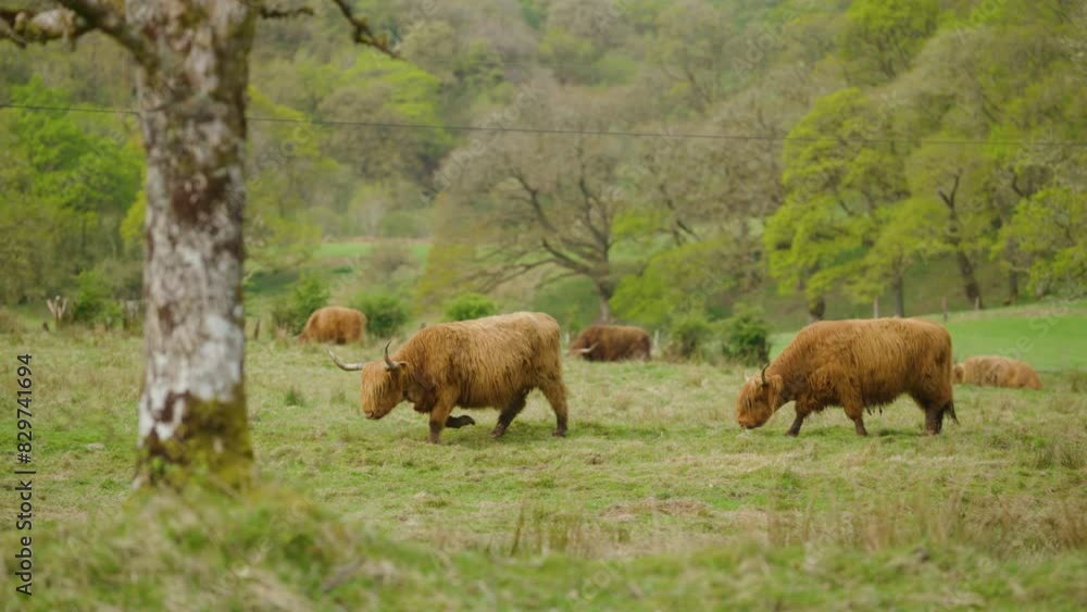 Highland cows grazing in a lush green field in Scotland on a cloudy day Highland cows grazing in a lush green field in Scotland on a cloudy day