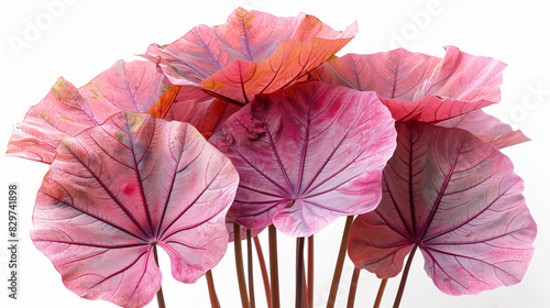 pink leaves of Elephant ear or taro Colocasia