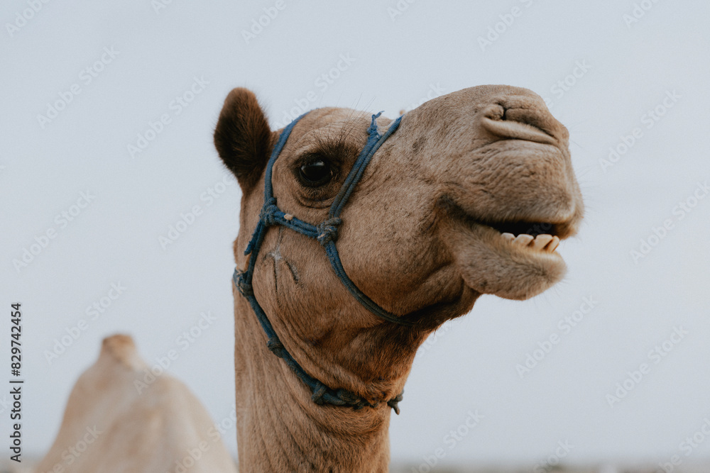 Obraz premium camel in the desert