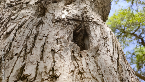 Hole in Tecomella Undulata( Rohida) tree trunk, close up view photo