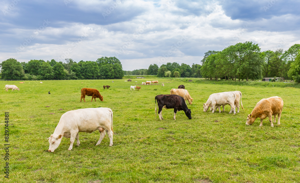 Black, white and brown cows in the field near Papenburg, Germany Black, white and brown cows in the field near Papenburg, Germany