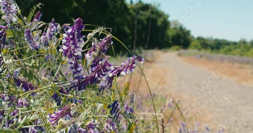 Closeup footage of the hairy vetch plant growing on the roadside, moving by the light wind