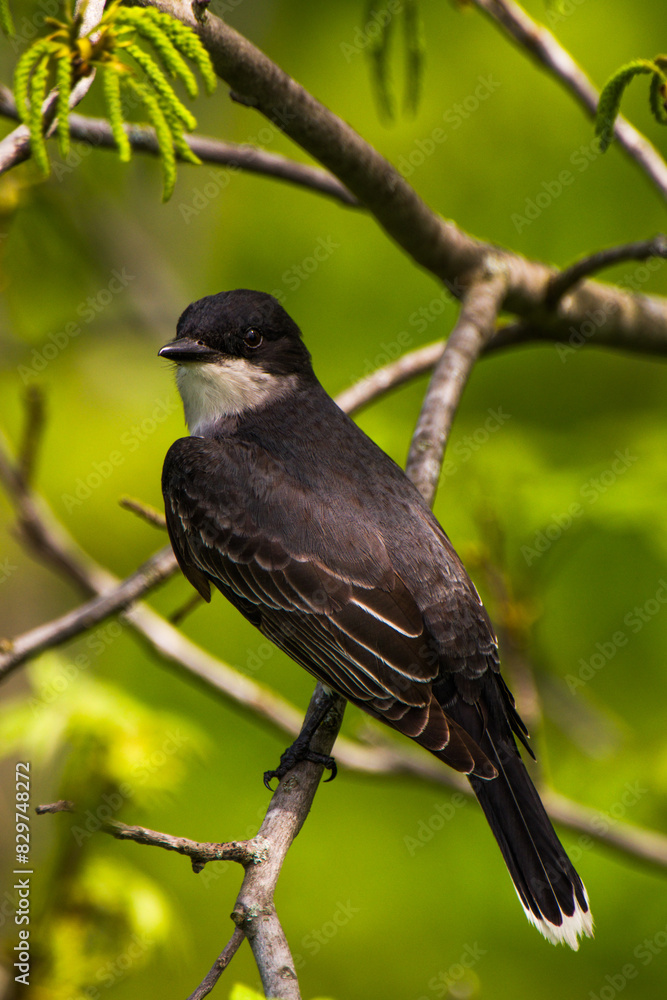 Fototapeta premium Closeup of a kingbird perched on tree branch