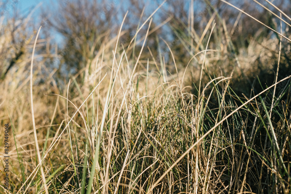 Fototapeta premium Beach grass swaying in the wind on a sunny day