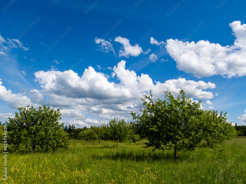 Obraz premium Landscape of a meadow orchard near Brunnthal south of Munich.