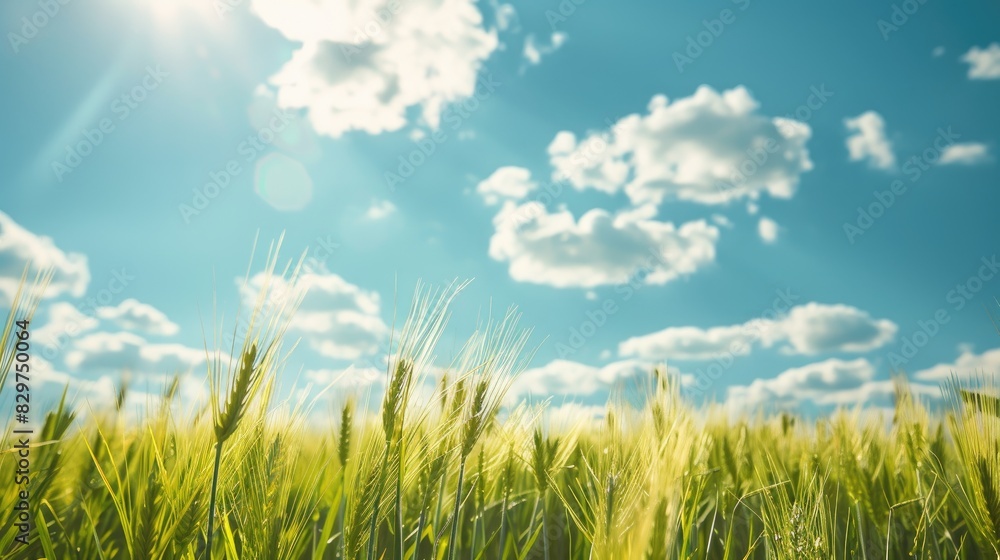 a beautiful green wheat field under a blue sky with fluffy white clouds in the background. a beautiful green wheat field under a blue sky with fluffy white clouds in the background.