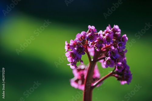 Blooming plant Bergenia Cordifolia photo