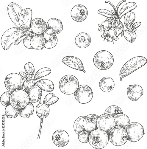 Hand drawn fresh cowberry. Set sketches with cowberry on a branch, with berries, leaves and flowers. Vector illustration isolated on white background.