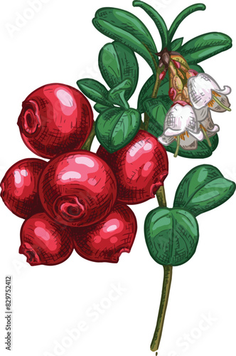 Hand drawn cowberry on a branch with leaves and flowers. Vector illustration isolated on white background.