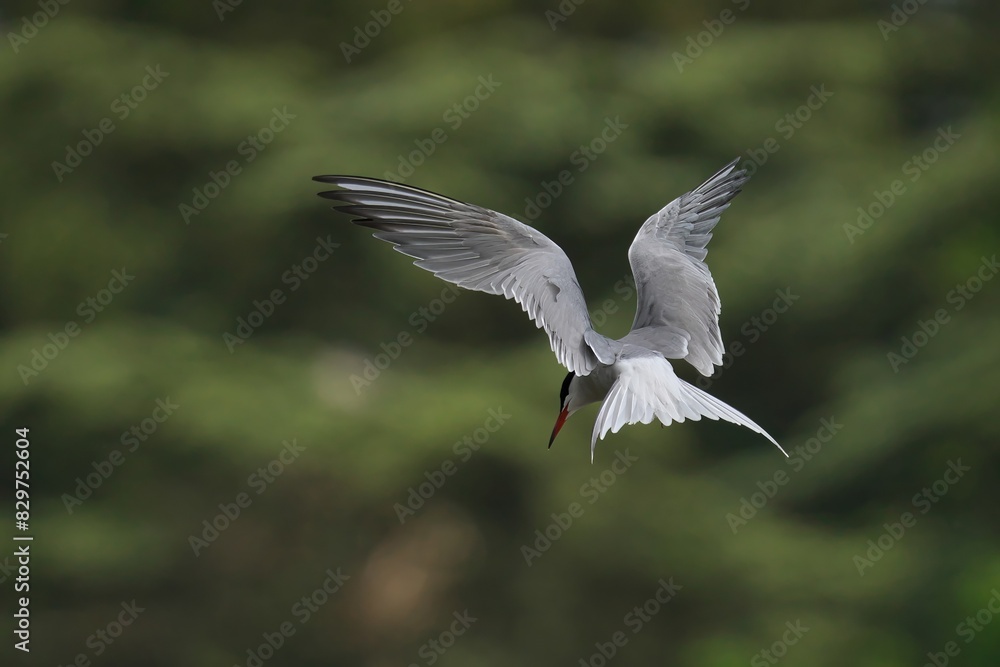Common tern in flight, eating fish on a tree branch Common tern in flight, eating fish on a tree branch