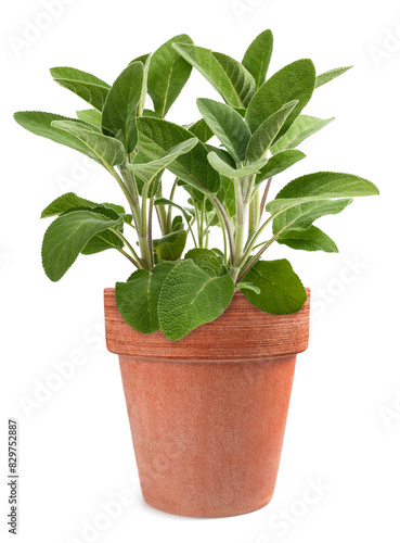 Sage  plants in vase